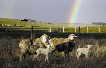 Merinos